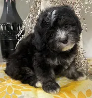 Sassy, a female Shihpoo for sale in Wauseon, OH – 2 of 4