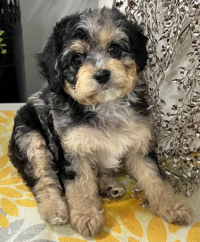 Destiny – Cavapoo puppy for sale in Wauseon, OH