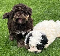 Teddy—micro, a male Miniature Bernedoodle for sale in Wauseon, OH – 5 of 6