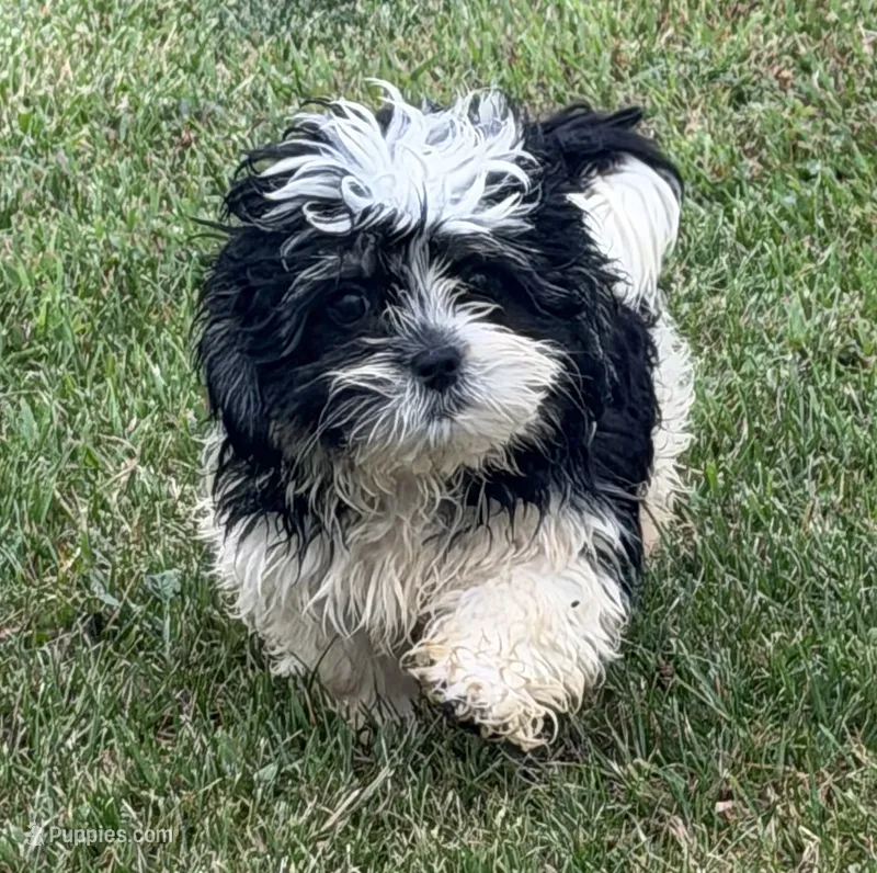 Snoopy – Shihpoo puppy for sale in Wauseon, OH