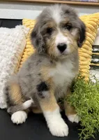 Fifi, a female Bernedoodle for sale in Wauseon, OH – 1 of 3