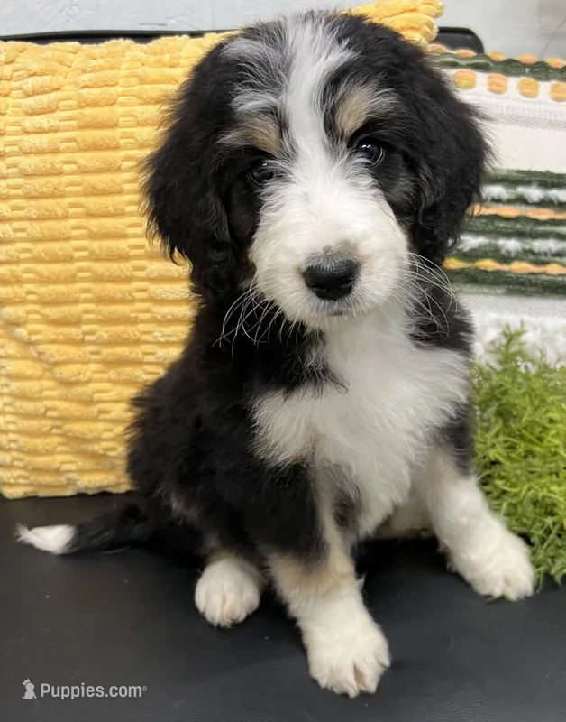 Harry – Bernedoodle puppy for sale in Wauseon, OH