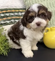 Stanley , a male Shihpoo for sale in Wauseon, OH – 4 of 4