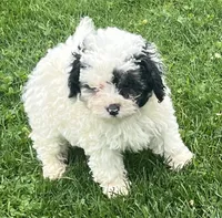Oreo—micro, a male Miniature Bernedoodle for sale in Wauseon, OH – 2 of 6