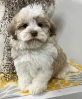 Pixie, a female Havapoo for sale in Wauseon, OH – Photo 6 of 6