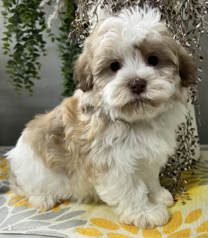 Pixie – Havapoo puppy for sale in Wauseon, OH