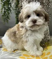 Pixie, a female Havapoo for sale in Wauseon, OH – Photo 1 of 6