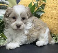 Pixie, a female Havapoo for sale in Wauseon, OH – Photo 2 of 4