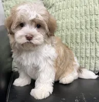 Pixie, a female Havapoo for sale in Wauseon, OH – Photo 4 of 6