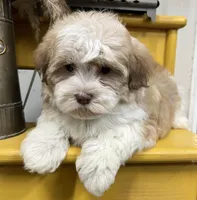 Pixie, a female Havapoo for sale in Wauseon, OH – Photo 5 of 6