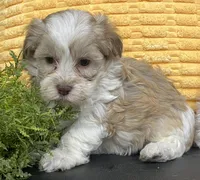 Pixie, a female Havapoo for sale in Wauseon, OH – Photo 1 of 4