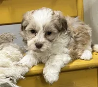 Pixie, a female Havapoo for sale in Wauseon, OH – Photo 3 of 4