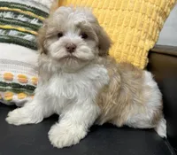 Pixie, a female Havapoo for sale in Wauseon, OH – Photo 2 of 6