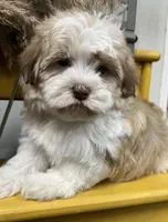 Pixie, a female Havapoo for sale in Wauseon, OH – Photo 3 of 6