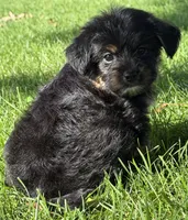 Muffin, a female Yorkipoo for sale in Wauseon, OH – 3 of 4