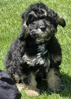 Dexter, a male Cavapoo for sale in Wauseon, OH – 4 of 5