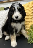 Vivian, a female Bernedoodle for sale in Wauseon, OH – 1 of 3