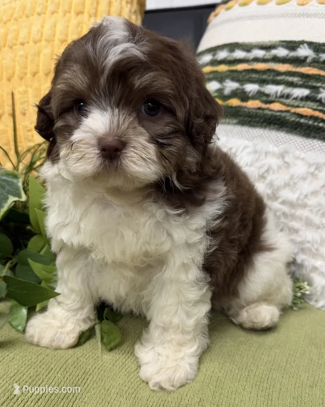 Simon – Shihpoo puppy for sale in Wauseon, OH