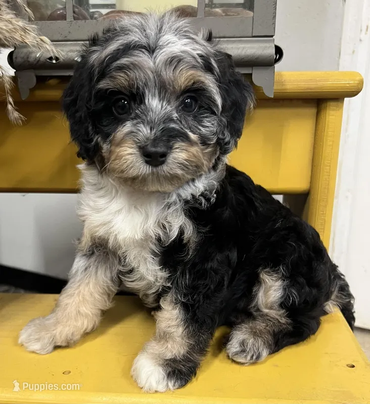 Diamond – Cavapoo puppy for sale in Wauseon, OH