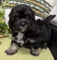 Stitch, a male Shihpoo for sale in Wauseon, OH – 2 of 4