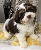 Stanley , a male Shihpoo for sale in Wauseon, OH – 2 of 4