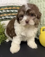 Simon, a male Shihpoo for sale in Wauseon, OH – 4 of 4