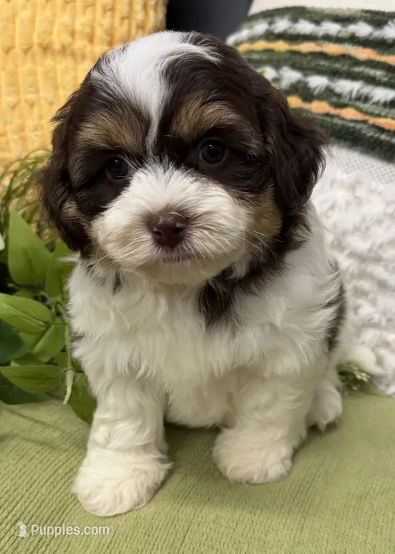 Stanley  – Shihpoo puppy for sale in Wauseon, OH
