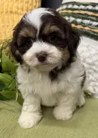 Stanley , a male Shihpoo for sale in Wauseon, OH – 1 of 4