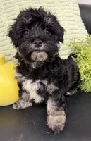 Cosmo, a male Maltipoo for sale in Wauseon, OH – 3 of 3