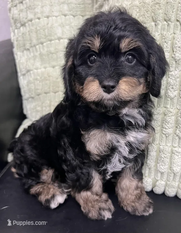 Dutch – Cavapoo puppy for sale in Wauseon, OH