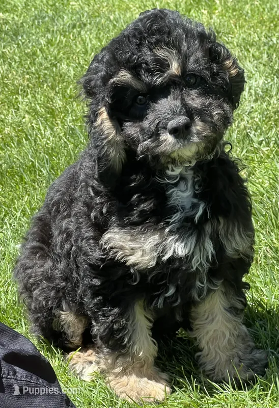 Dexter – Cavapoo puppy for sale in Wauseon, OH