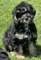 Dexter, a male Cavapoo for sale in Wauseon, OH – 1 of 5