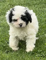 Oreo—micro, a male Miniature Bernedoodle for sale in Wauseon, OH – 4 of 6