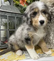 Fifi, a female Bernedoodle for sale in Wauseon, OH – 3 of 3