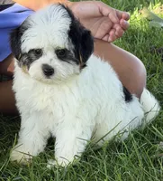 Cupcake , a female Yorkipoo for sale in Wauseon, OH – 4 of 4