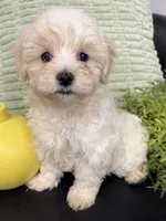 Casper, a male Maltipoo for sale in Wauseon, OH – 3 of 3