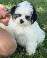 Cupcake , a female Yorkipoo for sale in Wauseon, OH – 1 of 4