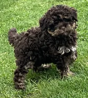 Teddy—micro, a male Miniature Bernedoodle for sale in Wauseon, OH – 2 of 6