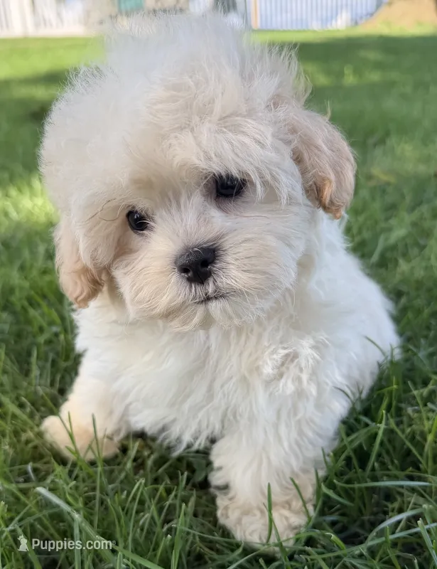 Cheddar – Shihpoo puppy for sale in Wauseon, OH