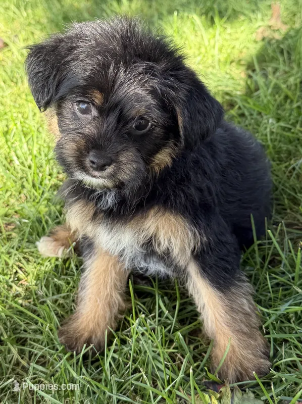 Muffin – Yorkipoo puppy for sale in Wauseon, OH