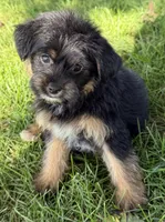 Muffin, a female Yorkipoo for sale in Wauseon, OH – 1 of 4