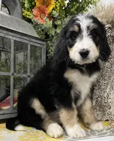 Vivian, a female Bernedoodle for sale in Wauseon, OH – 3 of 3