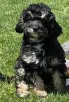Dexter, a male Cavapoo for sale in Wauseon, OH – 2 of 5