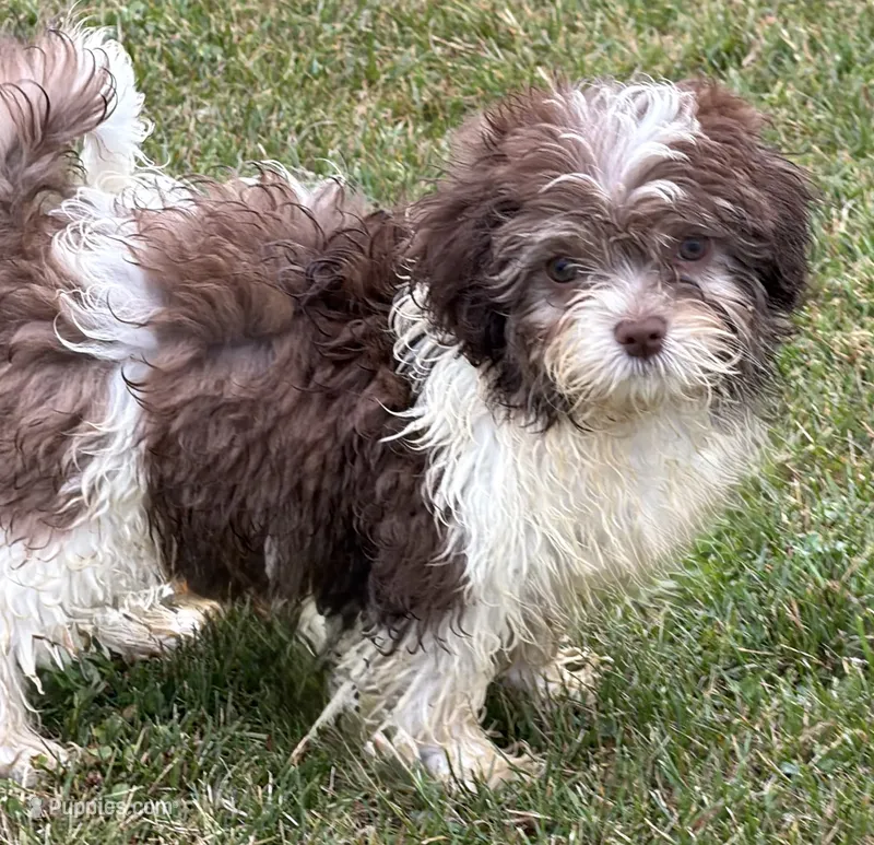 Simon – Shihpoo puppy for sale in Wauseon, OH
