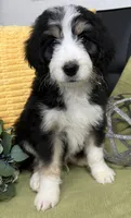 Harry, a male Bernedoodle for sale in Wauseon, OH – 3 of 5