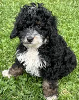 Shadow—micro, a male Miniature Bernedoodle for sale in Wauseon, OH – 6 of 6
