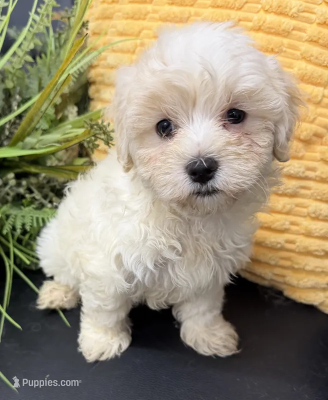 Casper – Maltipoo puppy for sale in Wauseon, OH