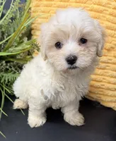 Casper, a male Maltipoo for sale in Wauseon, OH – 1 of 3