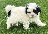 Oreo—micro, a male Miniature Bernedoodle for sale in Wauseon, OH – 5 of 6