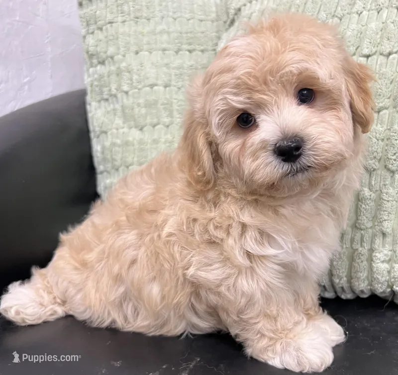 Prince – Havapoo puppy for sale in Wauseon, OH